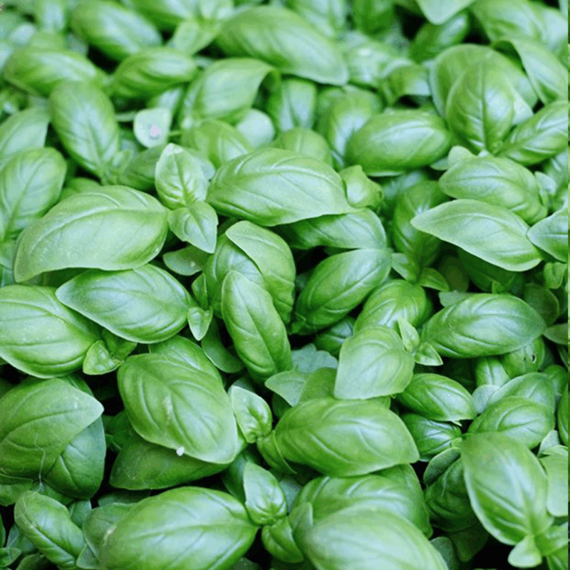 Albahaca comun