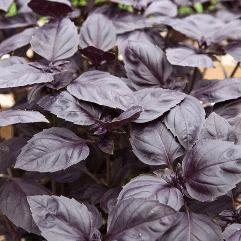 Albahaca morada