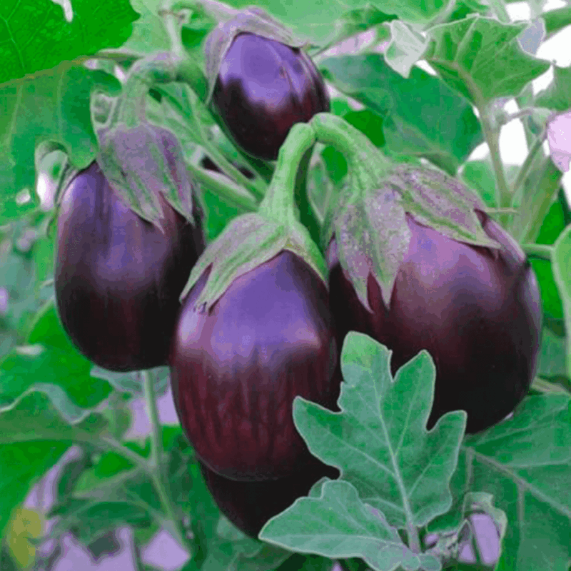 Berenjena