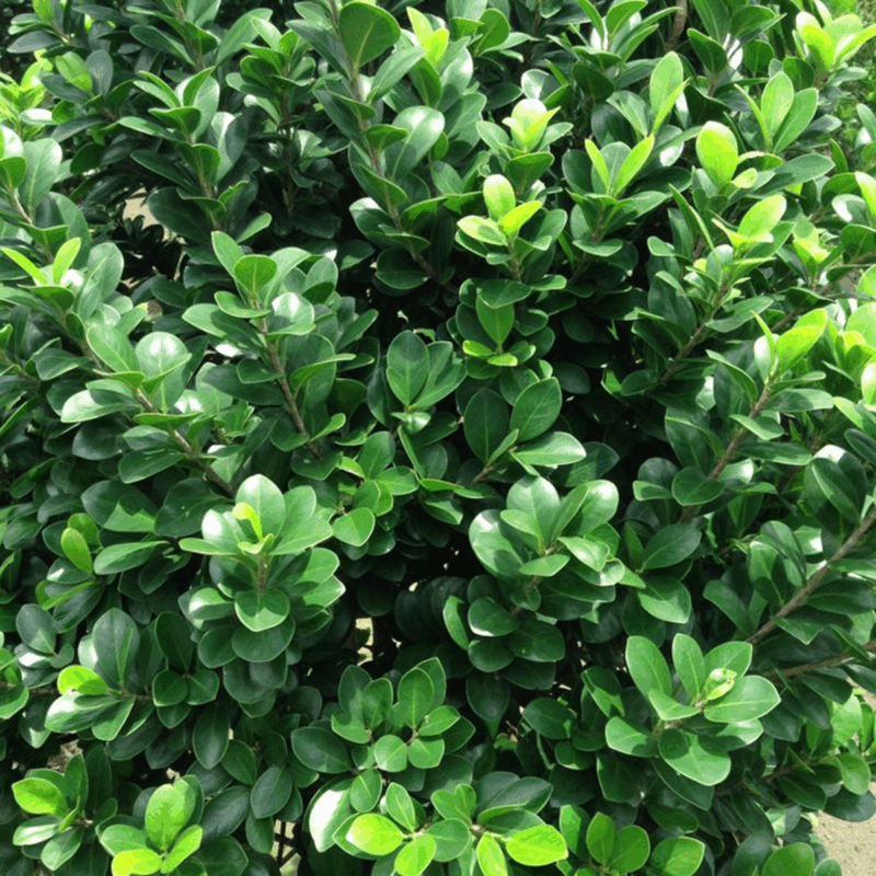Buxus