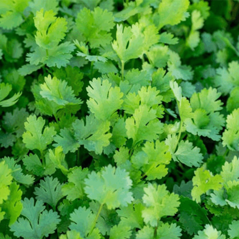 Cilantro