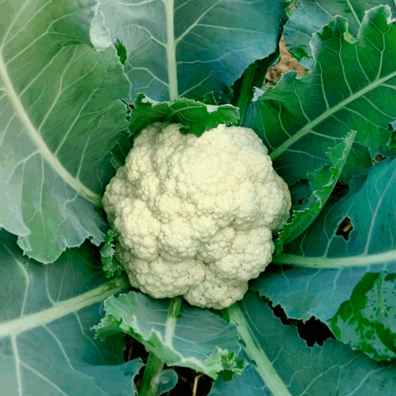 Coliflor