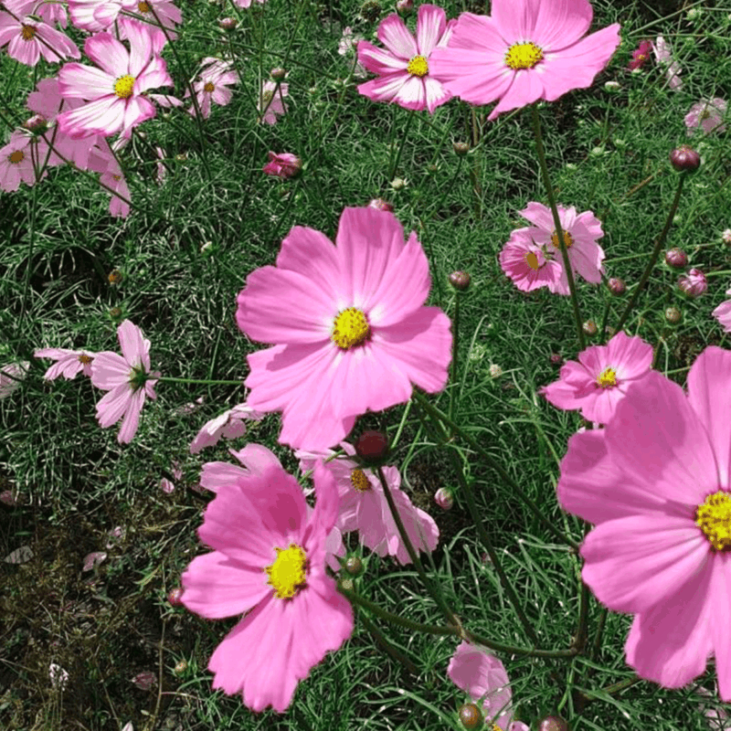 Cosmos (mix)