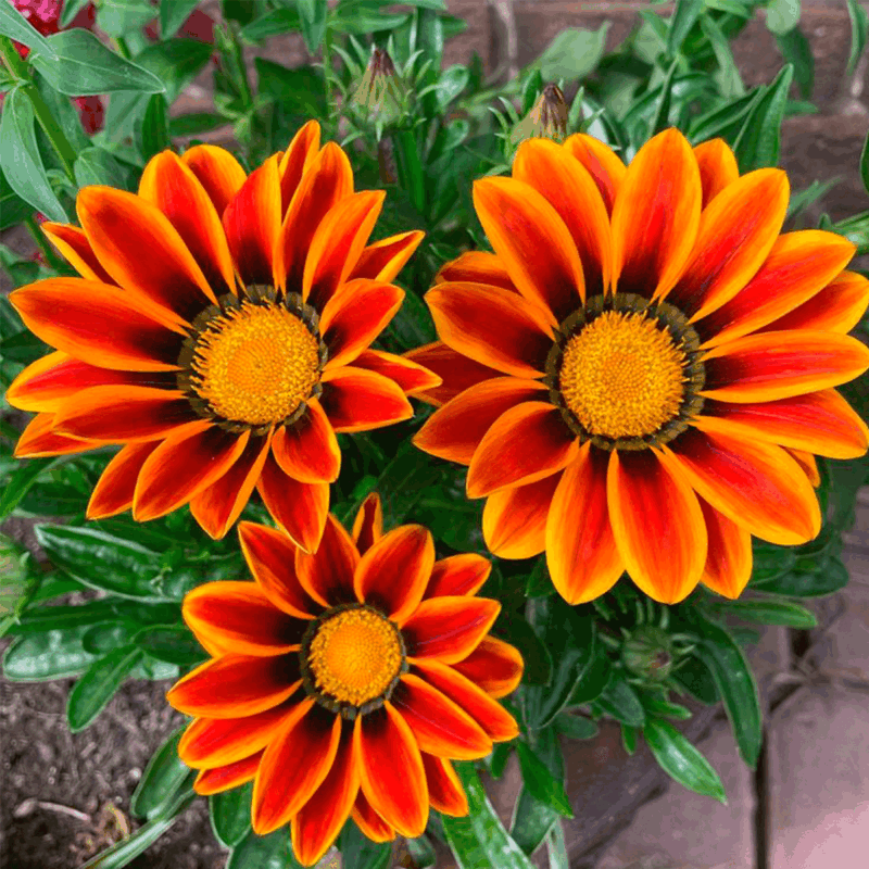 Gazania