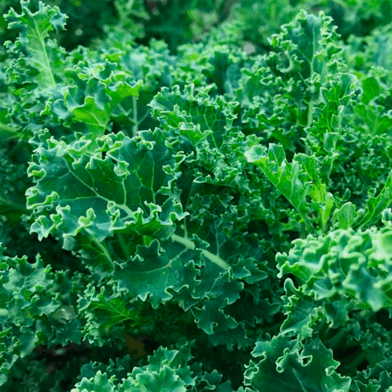 Kale crespo
