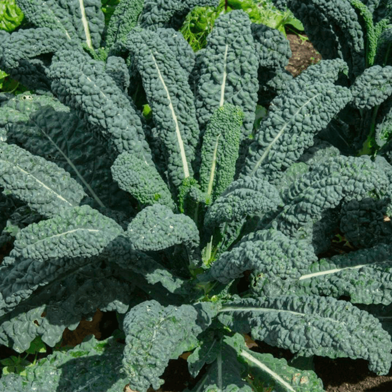 Kale negro