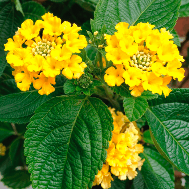 Lantana rastrera amarilla
