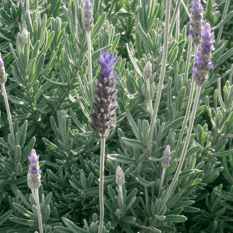 Lavanda spica