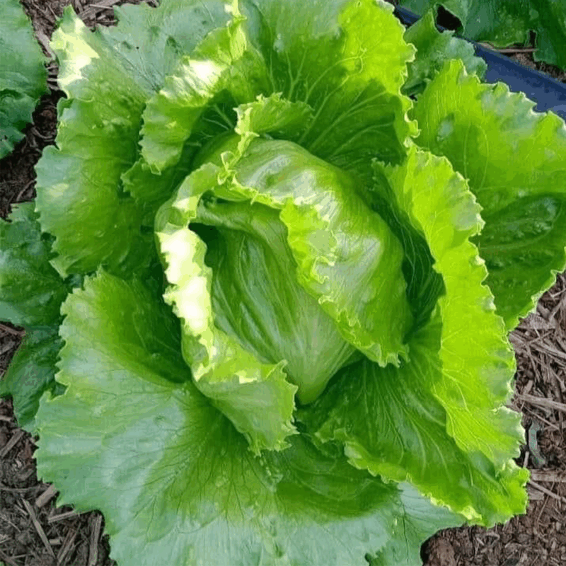 Lechuga capuchina