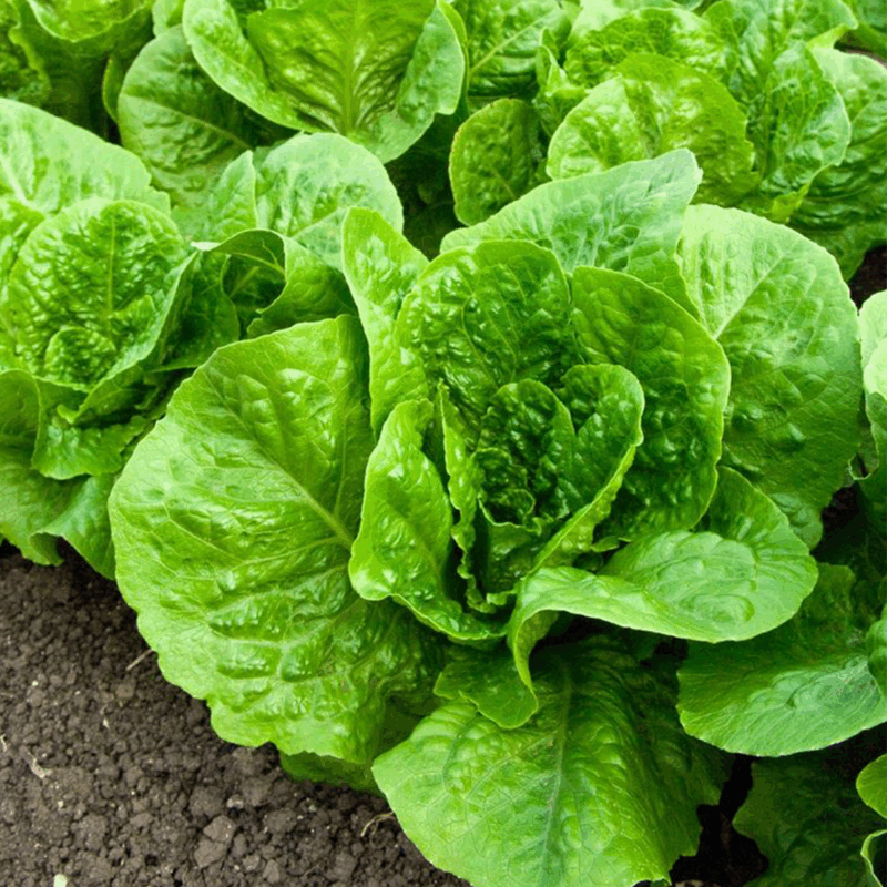 Lechuga criolla