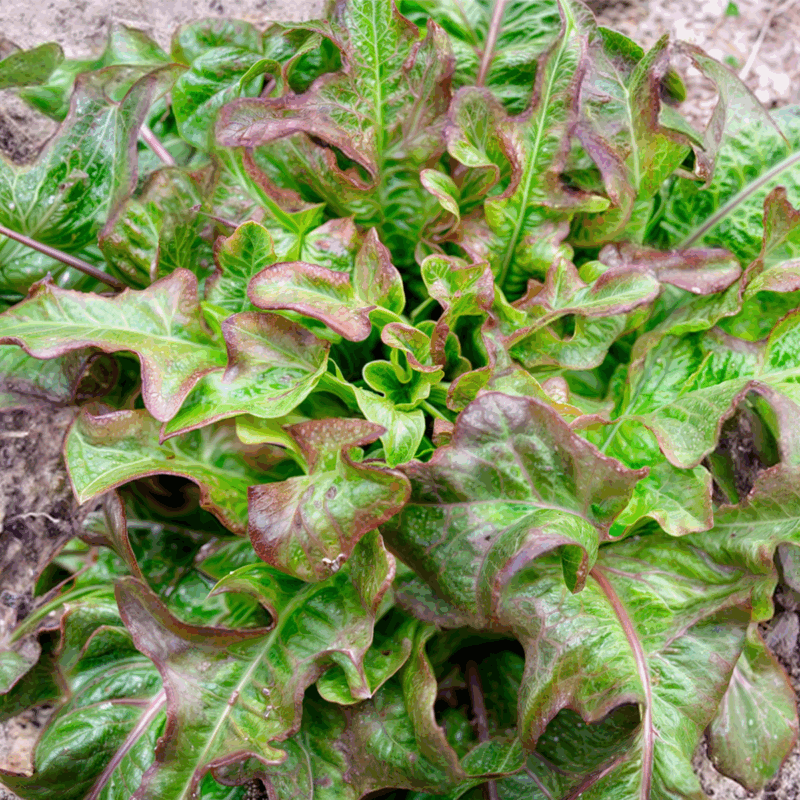 Lechuga hoja de roble morada