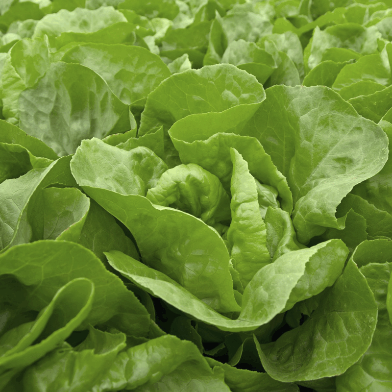 Lechuga manteca