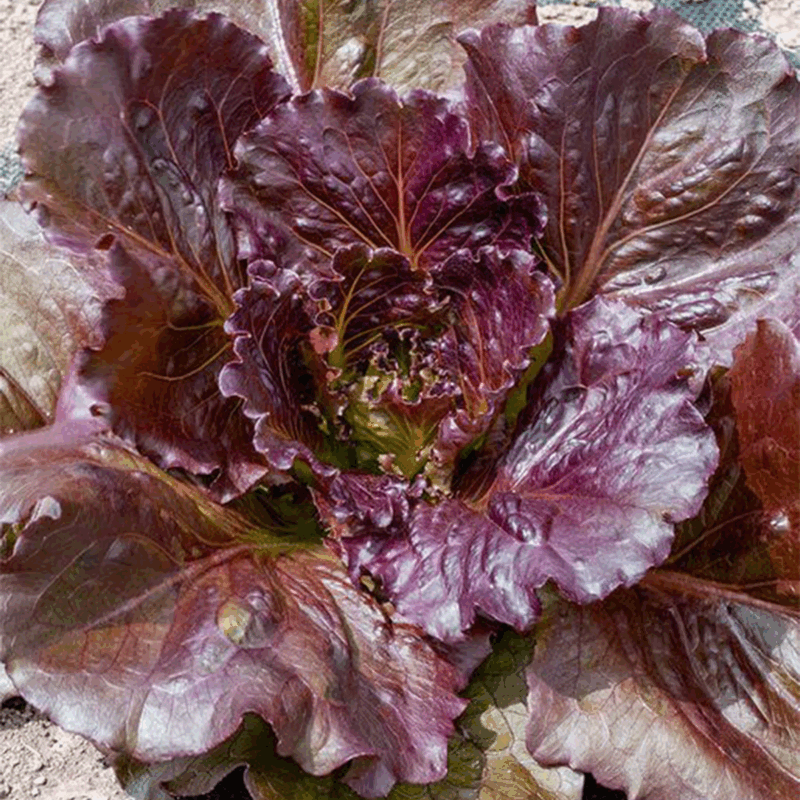 Lechuga morada