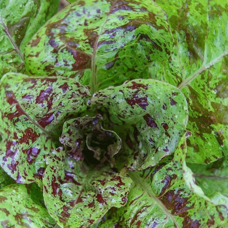 Lechuga pintada