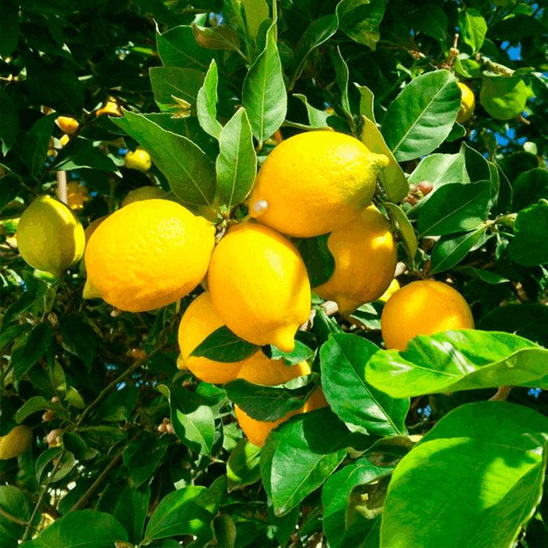 Limón 4 estaciones 6lts