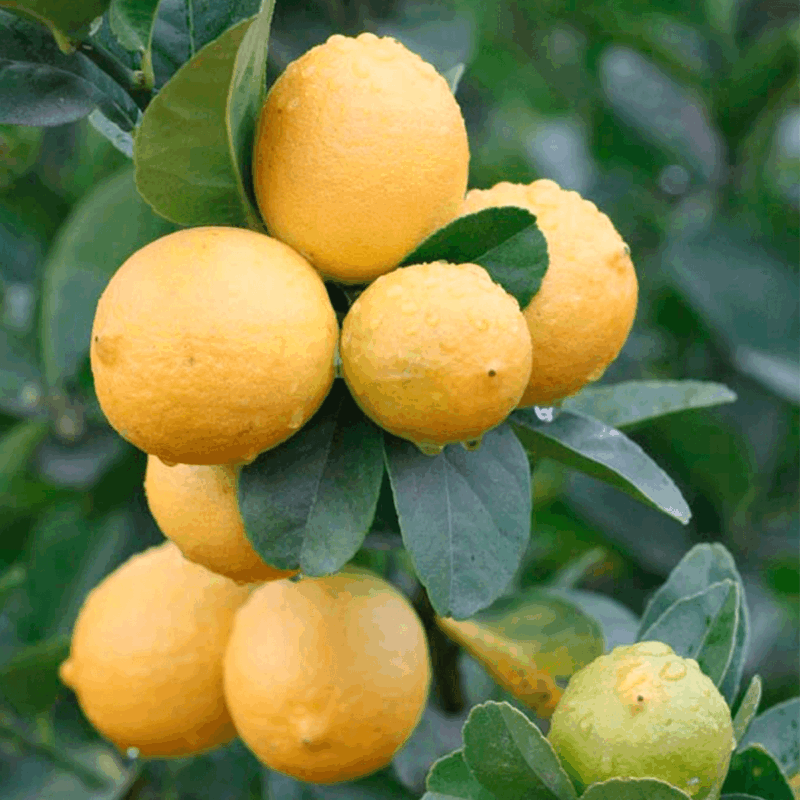 Limón sutil 6lts