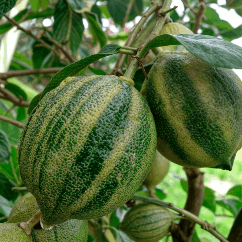 Limón variegado 6lts