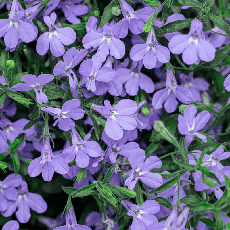 Lobelia