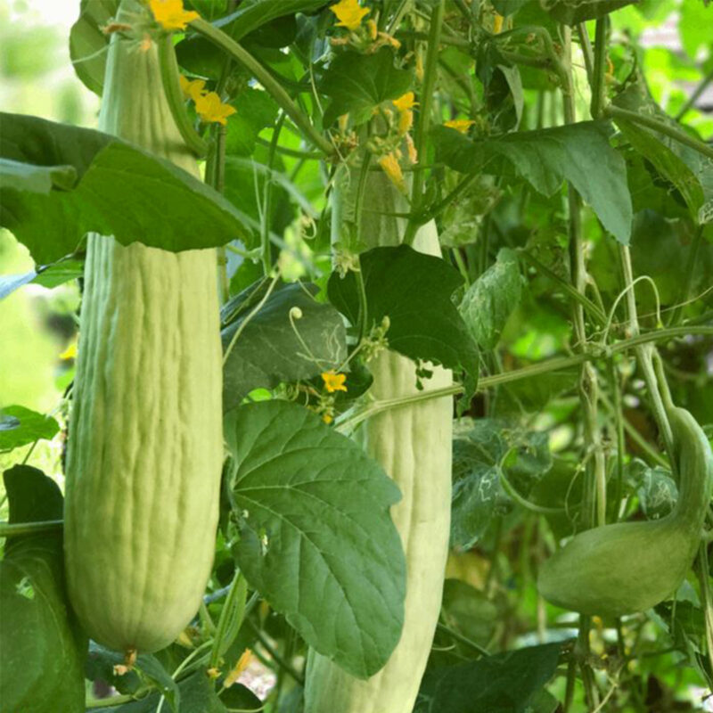 Luffa