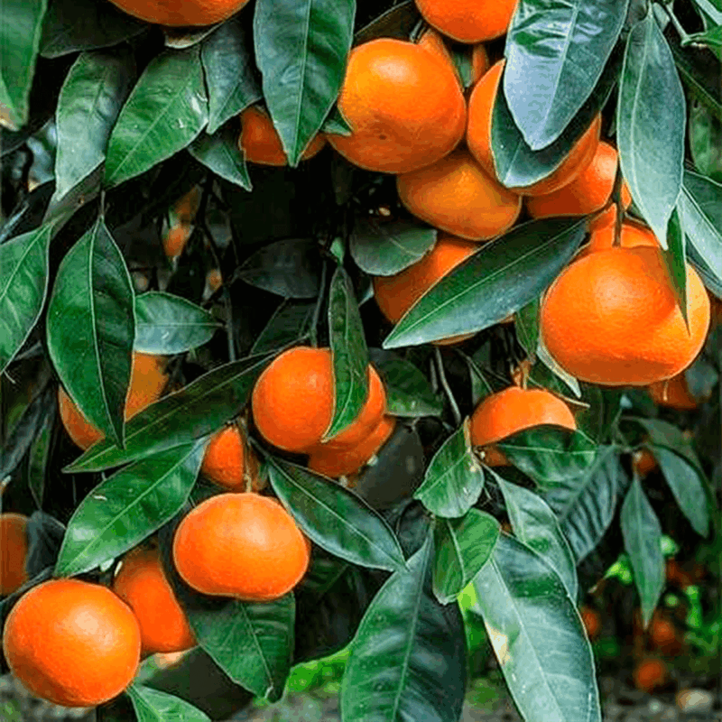 Mandarina criolla 6lts