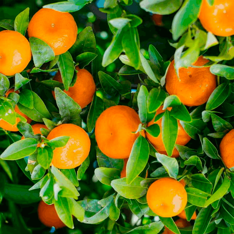 Mandarina Murcott 6lts