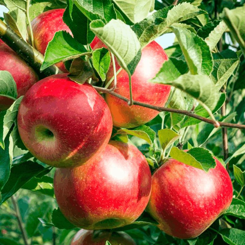 Manzana roja