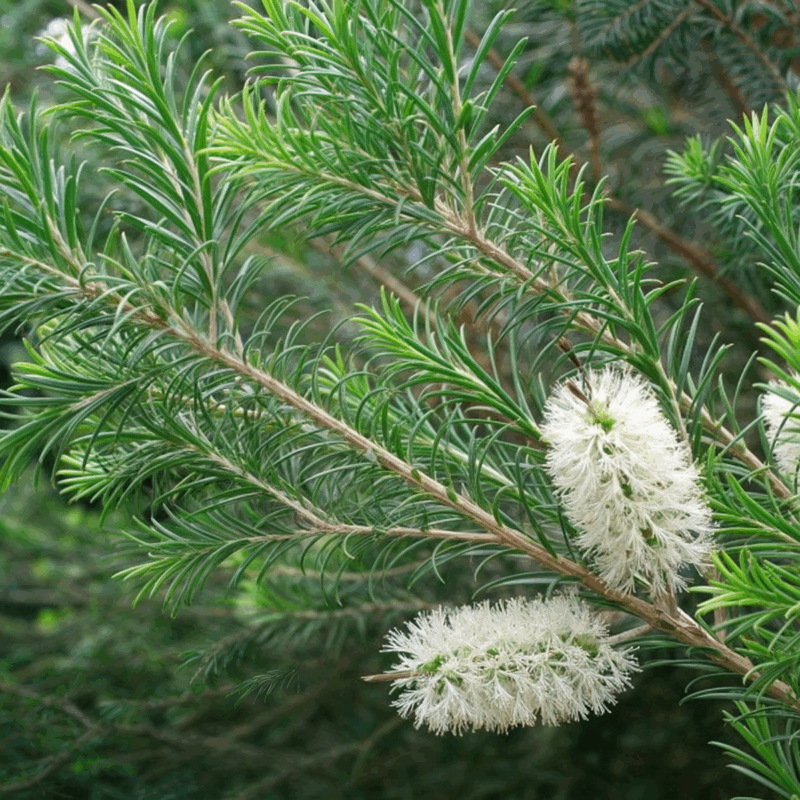 Melaleuca
