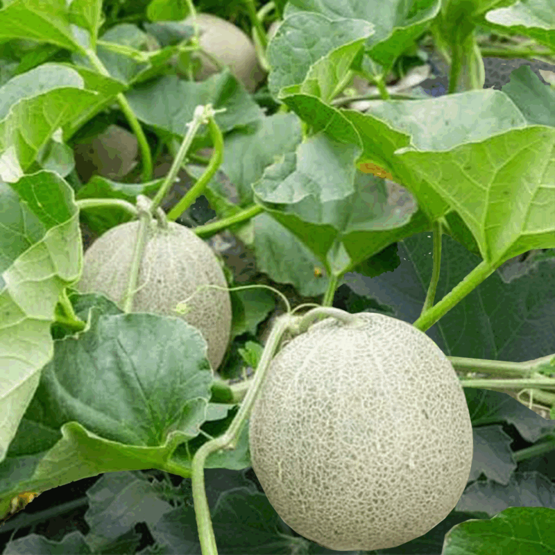 Melón escrito