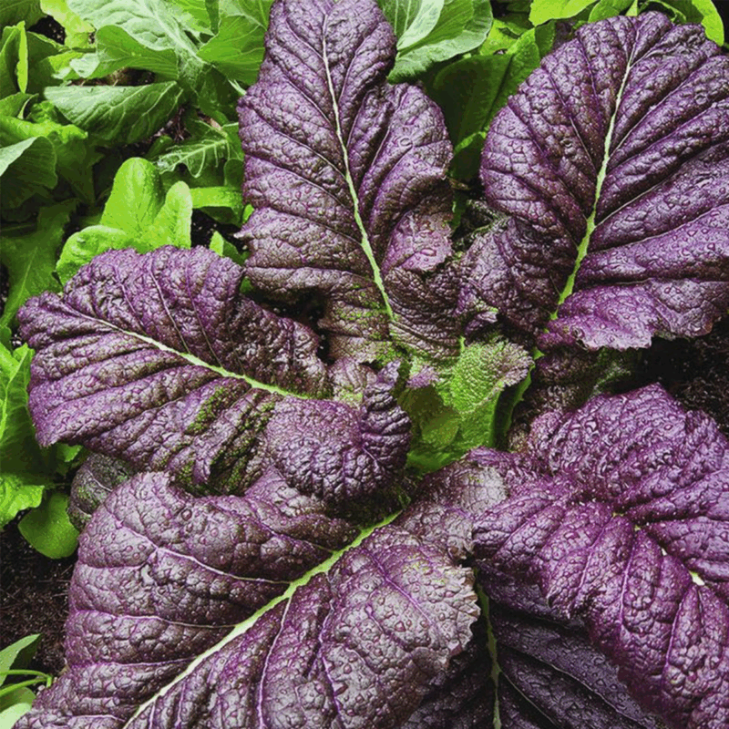 Mostaza morada