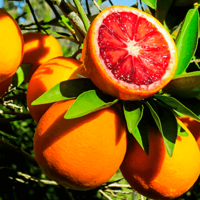 Naranja sanguínea 6lts