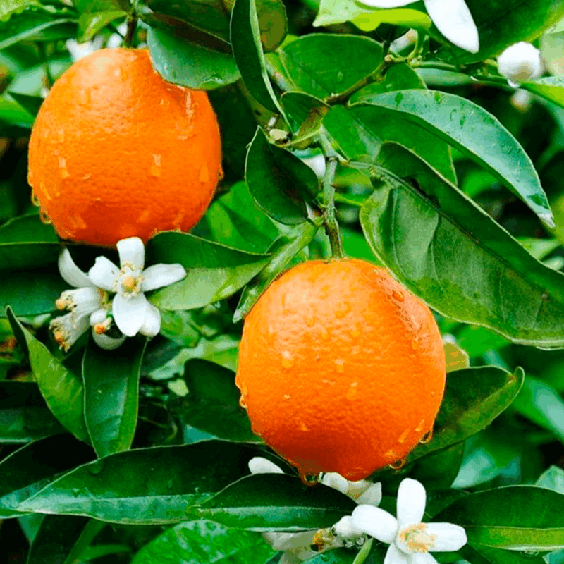 Naranja jugo 6lts
