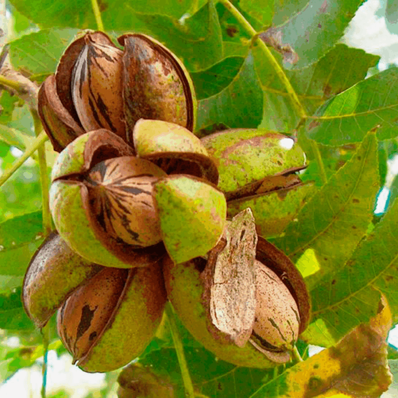 Nuez pecan