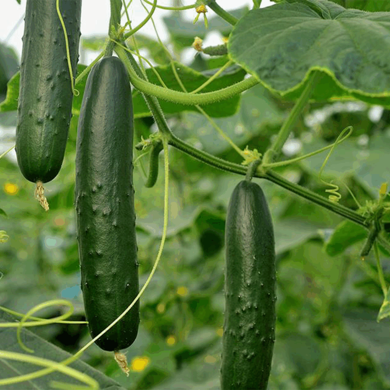 Pepino