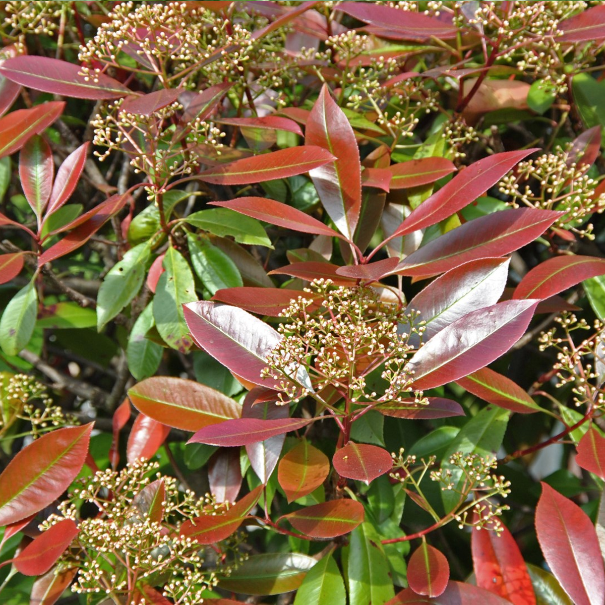 Photinia