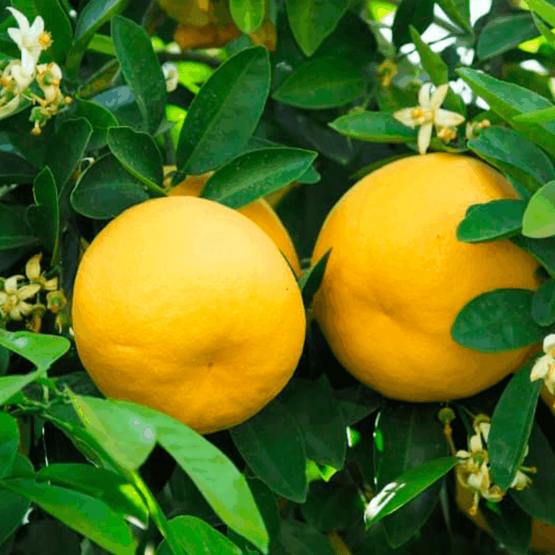 Pomelo blanco 6lts