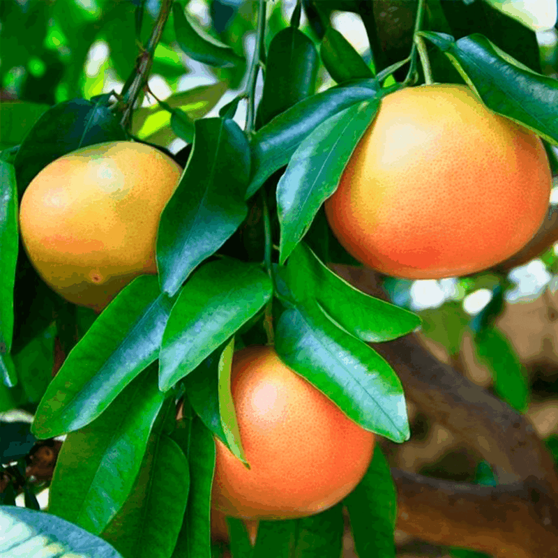 Pomelo rojo 6lts