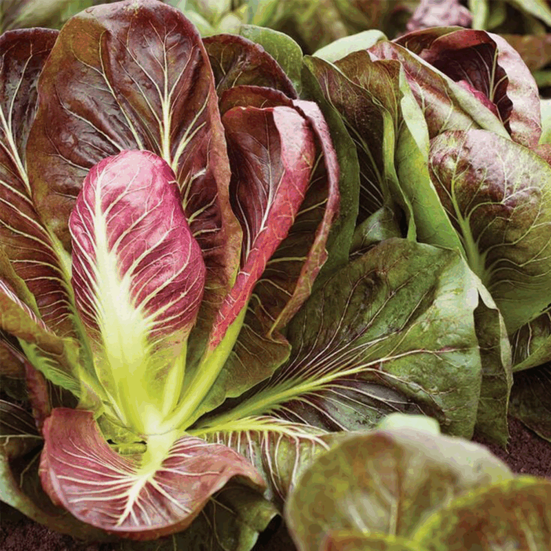 Radicchio morado