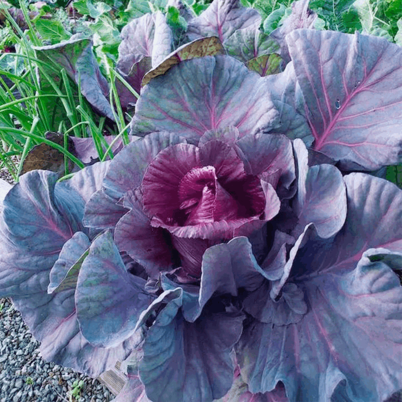 Repollo morado