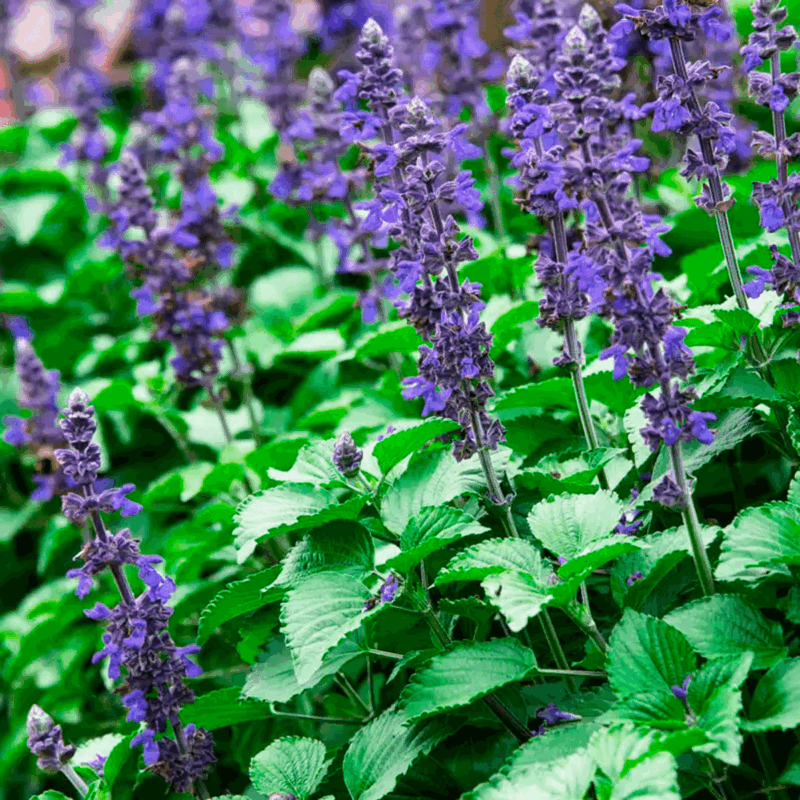 Salvia big blue