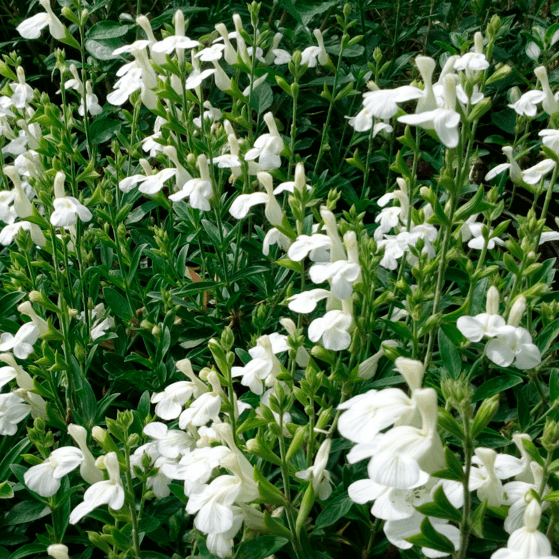 Salvia greggi