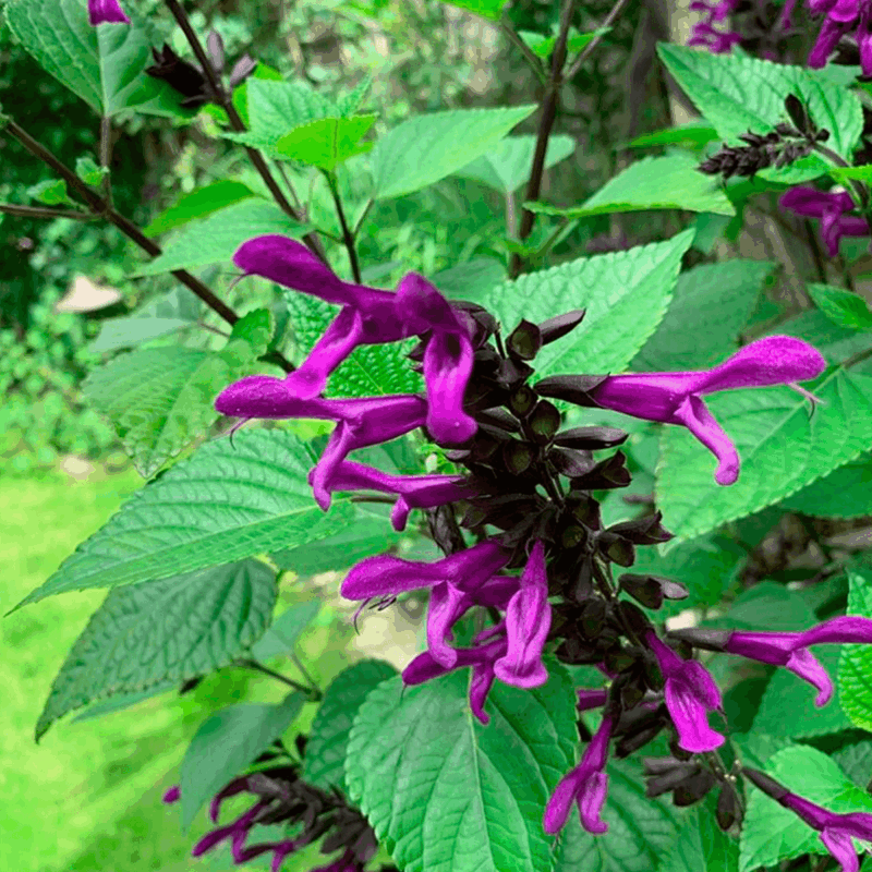 Salvia guaranitica