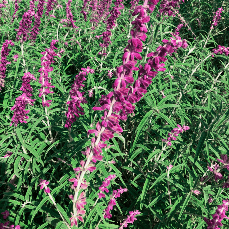 Salvia leucantha