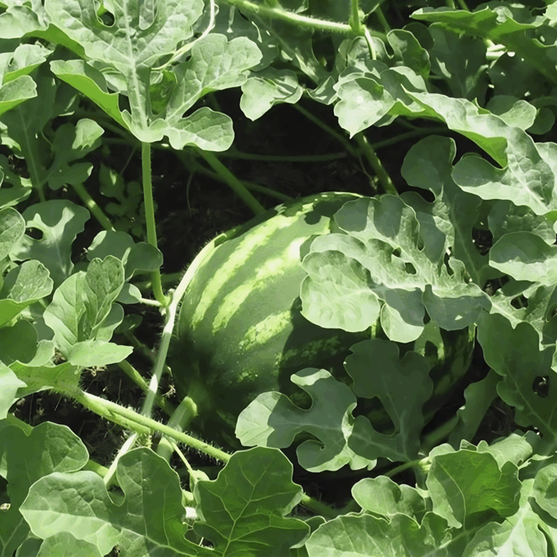 Sandia jubilee