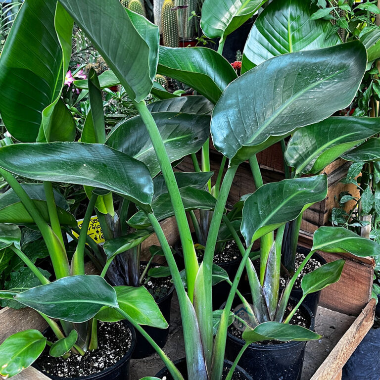Strelitzia Nicolai Blten