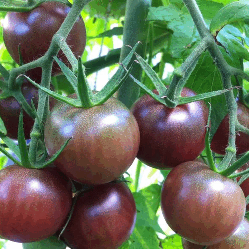 Tomate cherry negro