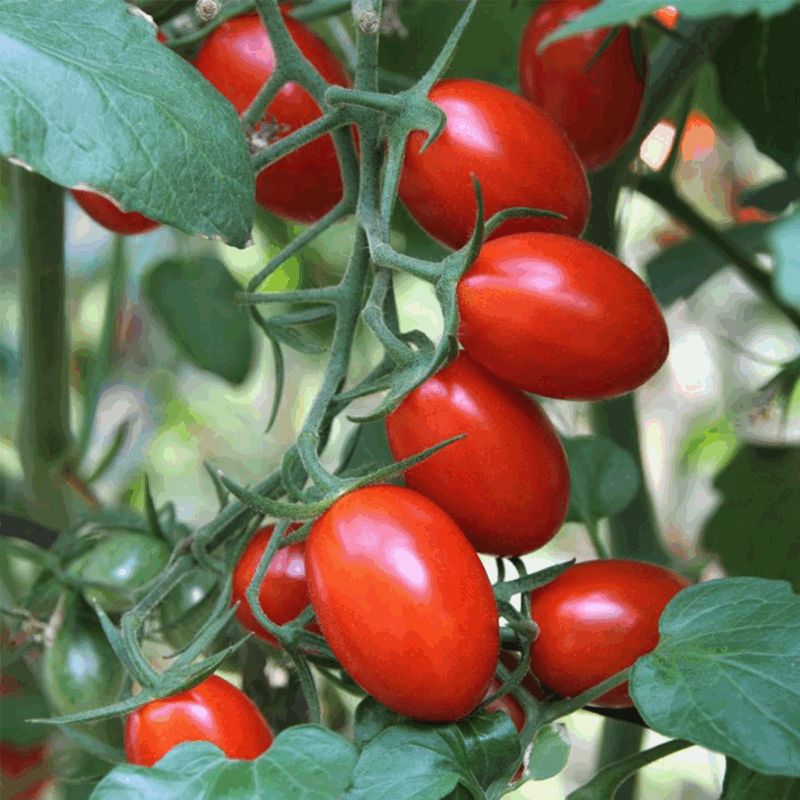 Tomate cherry ovalado rojo