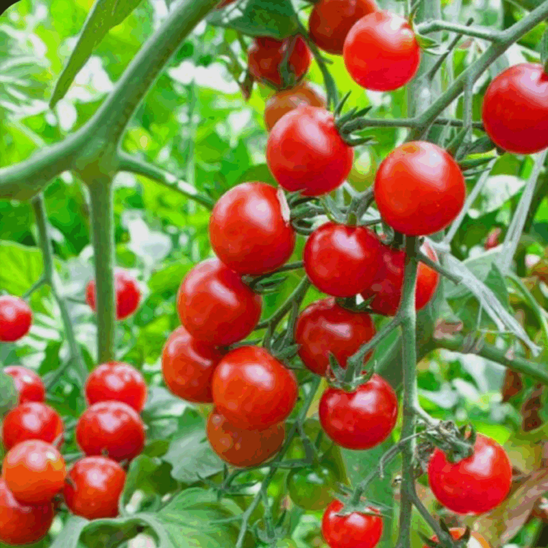 Tomate cherry redondo rojo