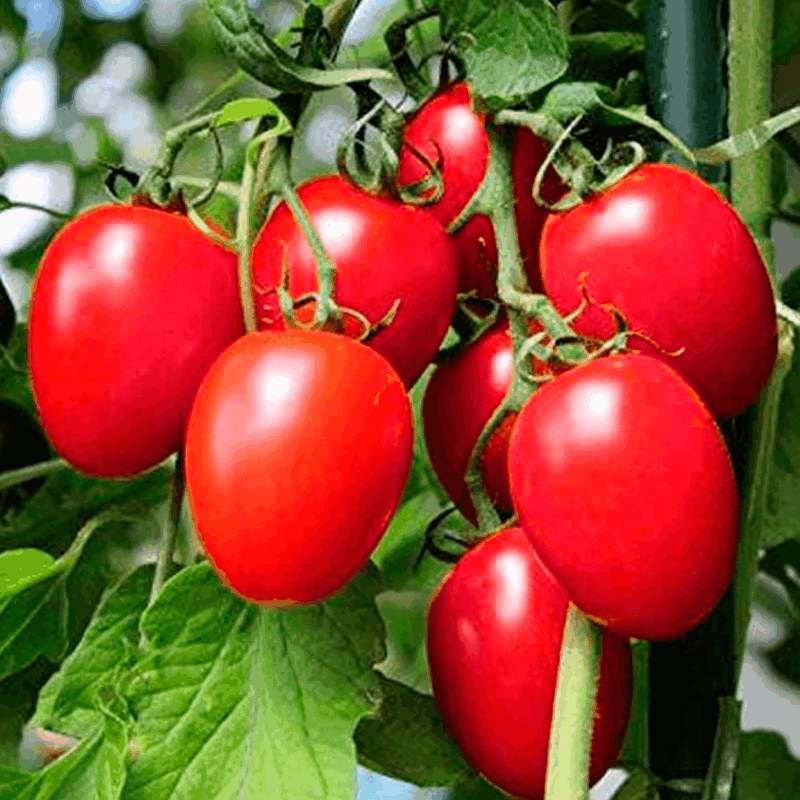 Tomate perita