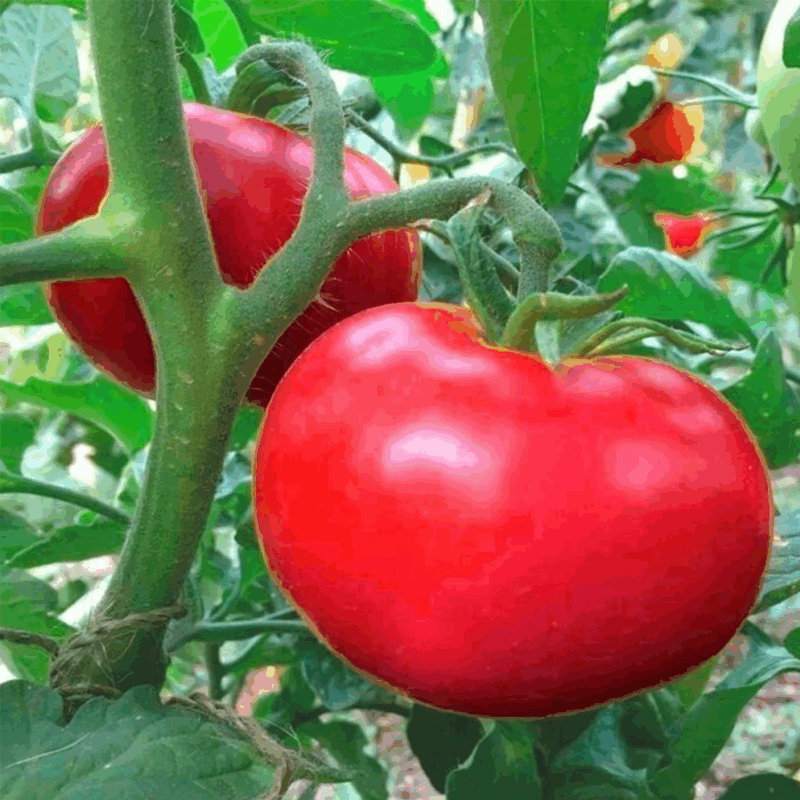 Tomate platense