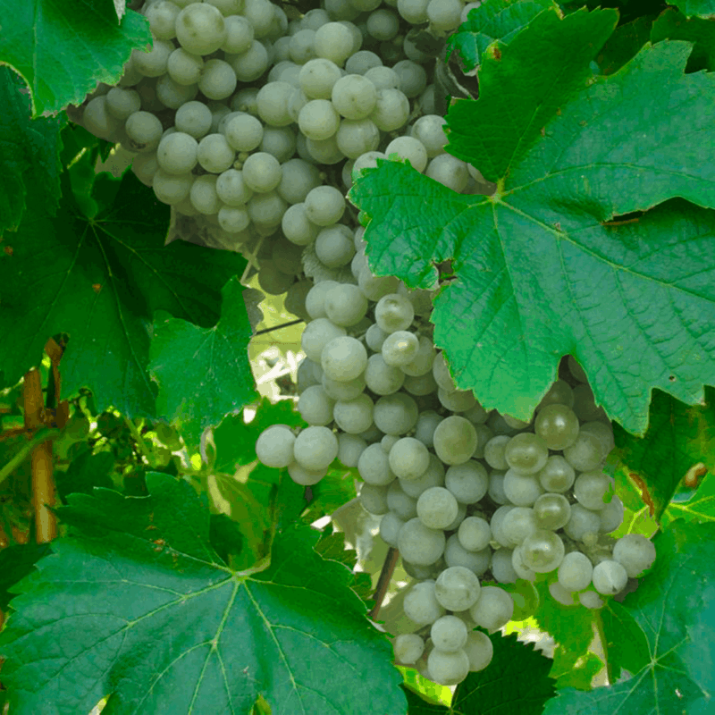 Uva blanca (moscatel de alejandría)